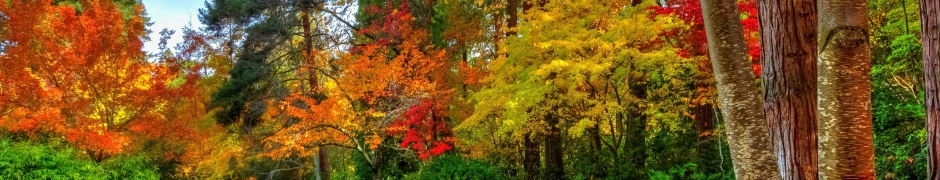 Amazing Autumn Colors