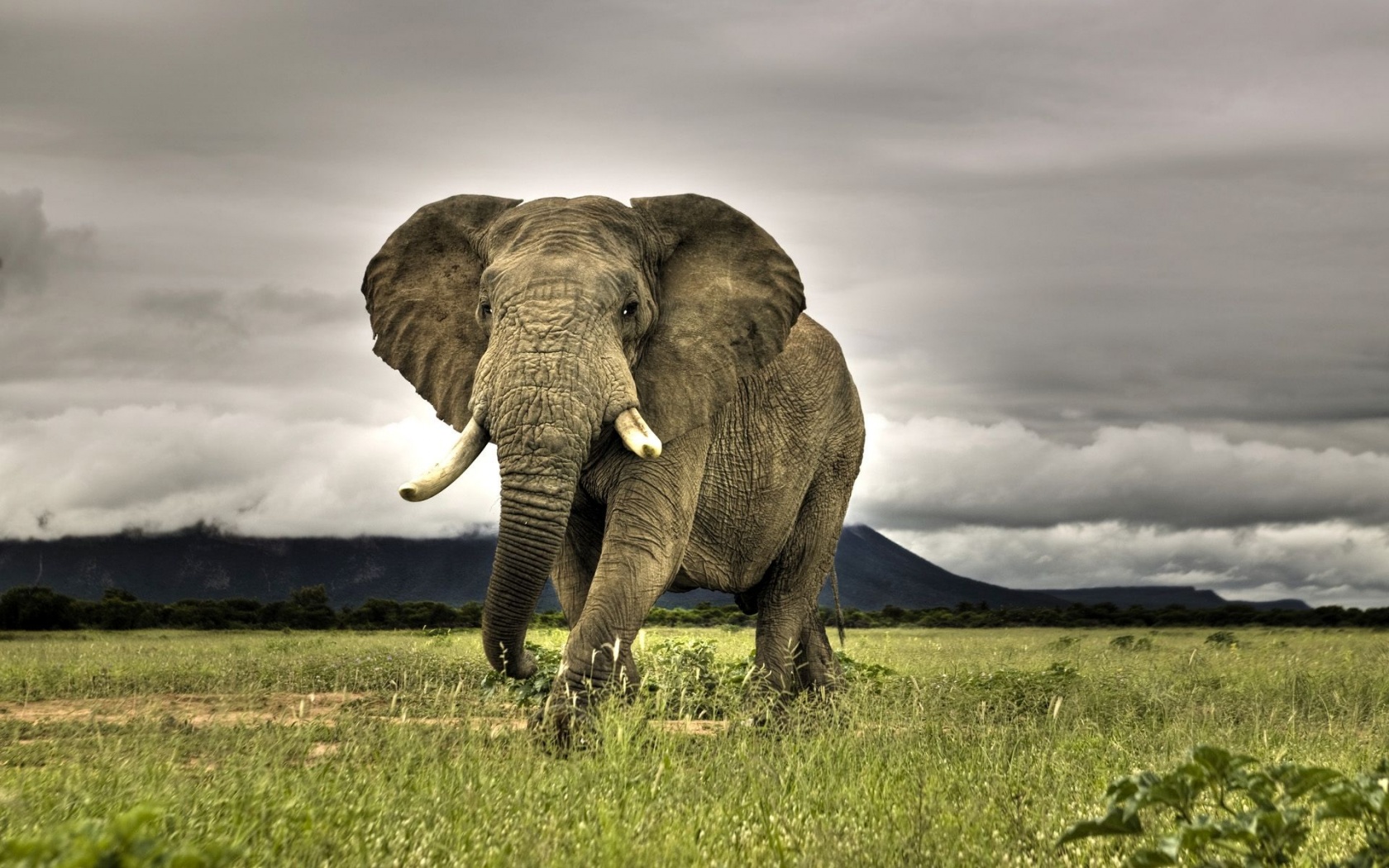 Amazing Elephant