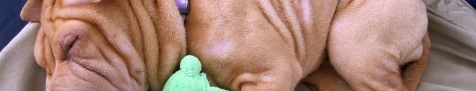 Animals Feet Dogs Funny Wool Pets Shar Pei Muzzle