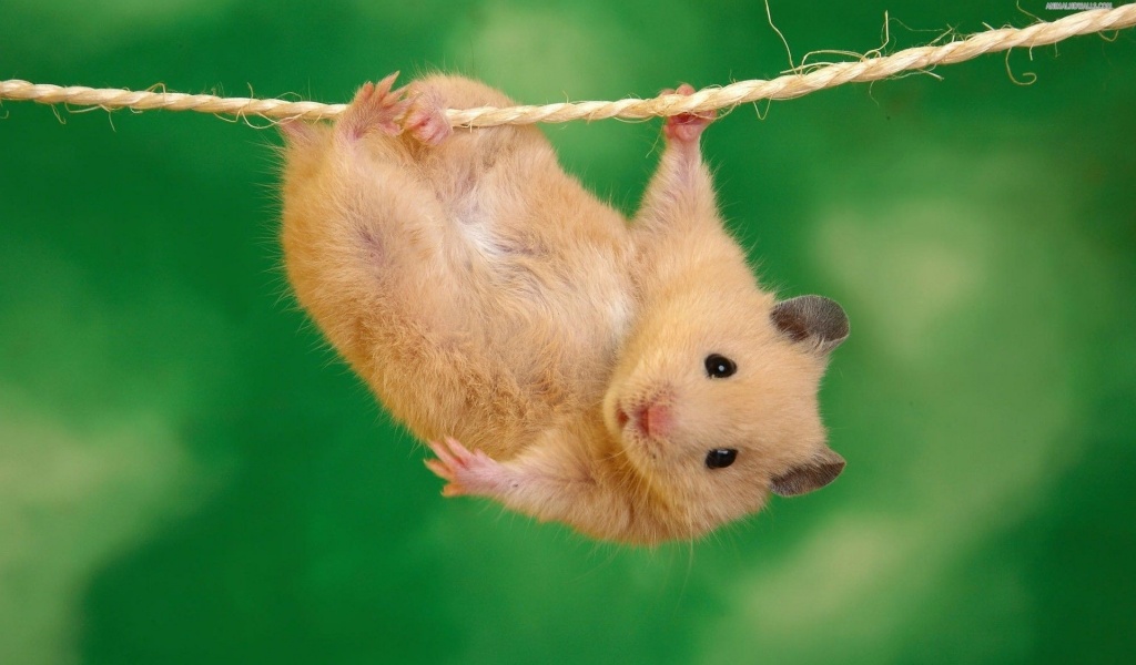 Animals Funny Hamsters Ropes