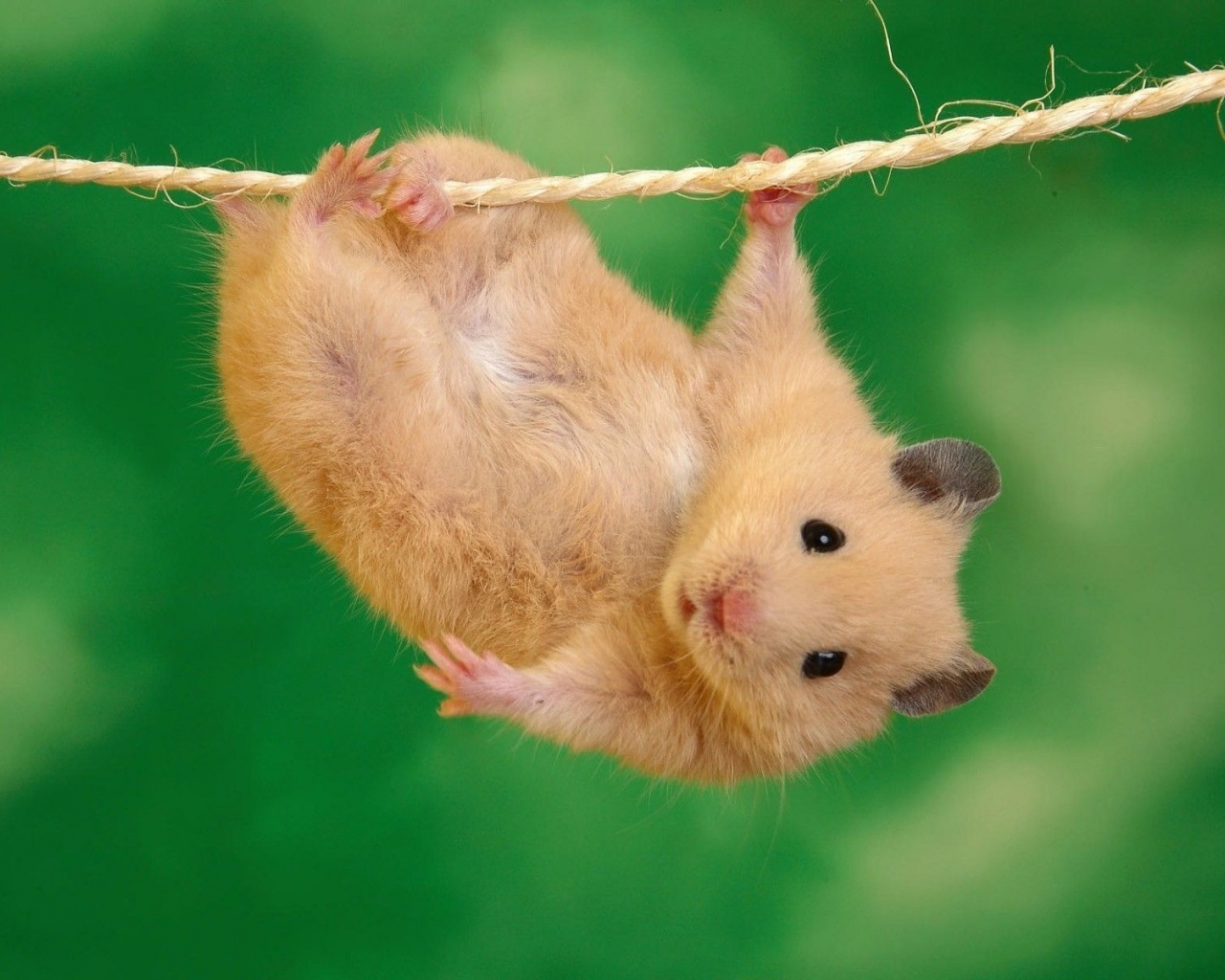 Animals Funny Hamsters Ropes