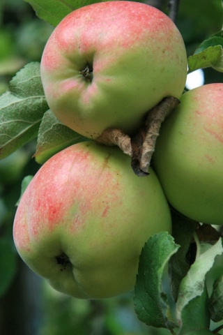 Apple Tree With Green Apples