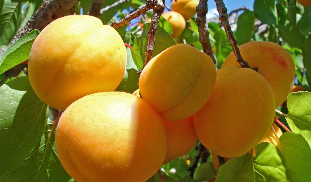 Apricot Fruits