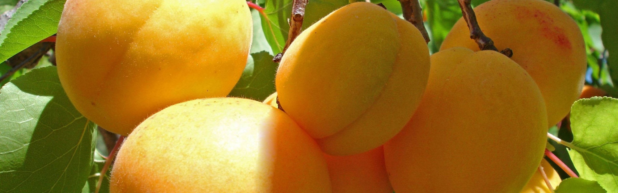 Apricot Fruits