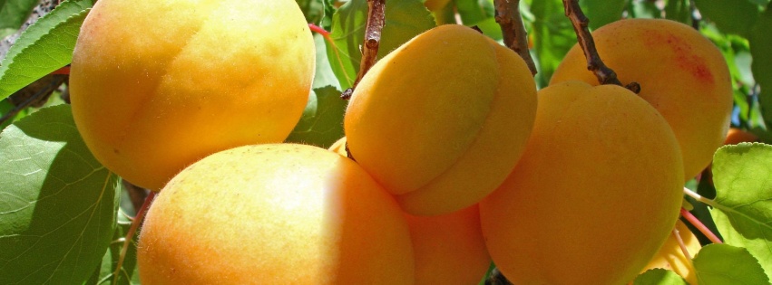 Apricot Fruits