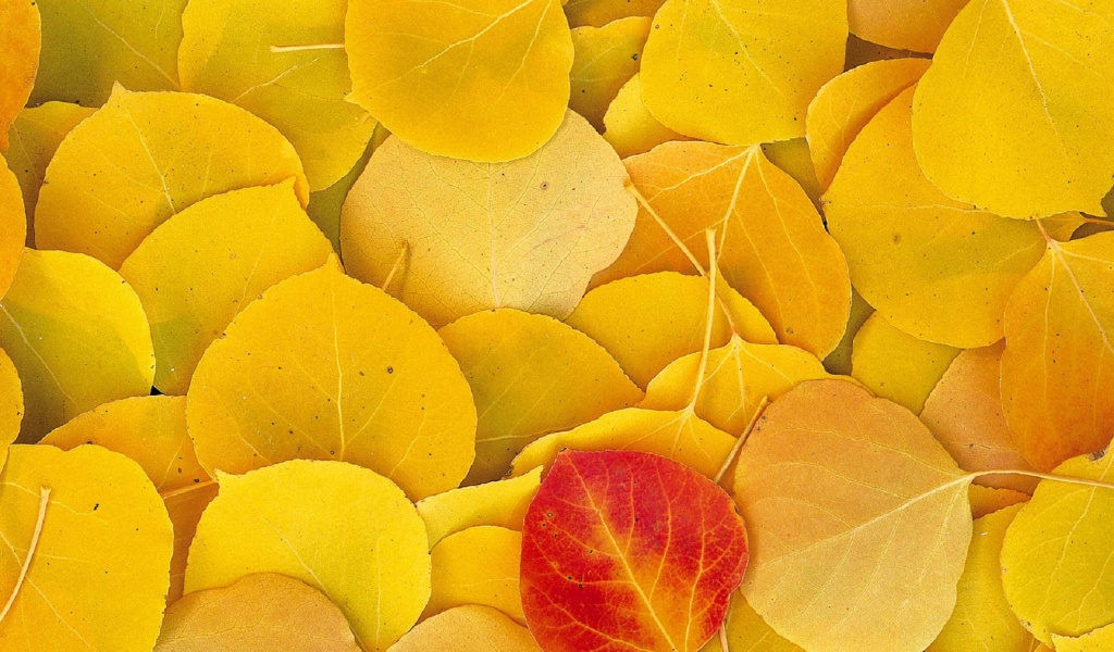 Aspen Leaves Eastern Sierra Normal