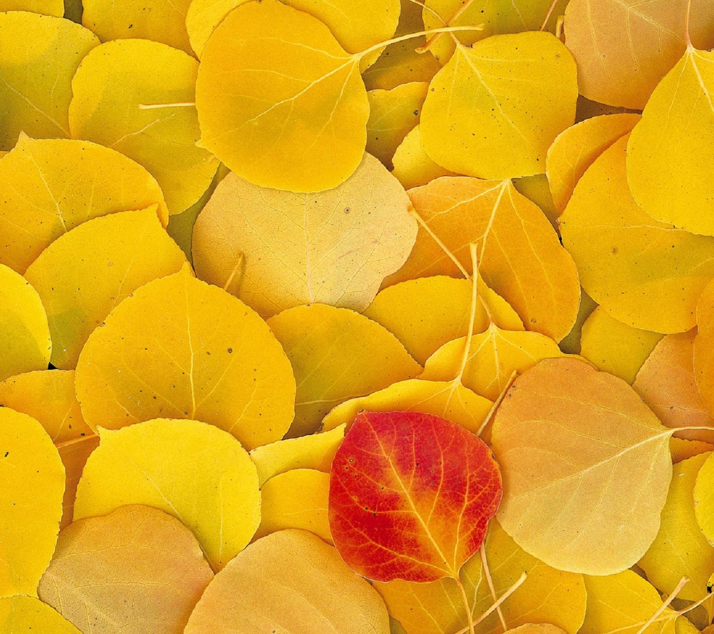 Aspen Leaves Eastern Sierra Normal