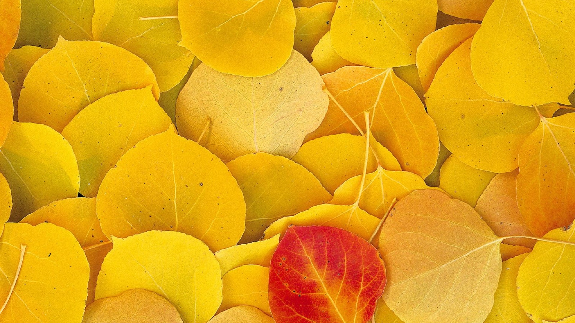 Aspen Leaves Eastern Sierra Normal