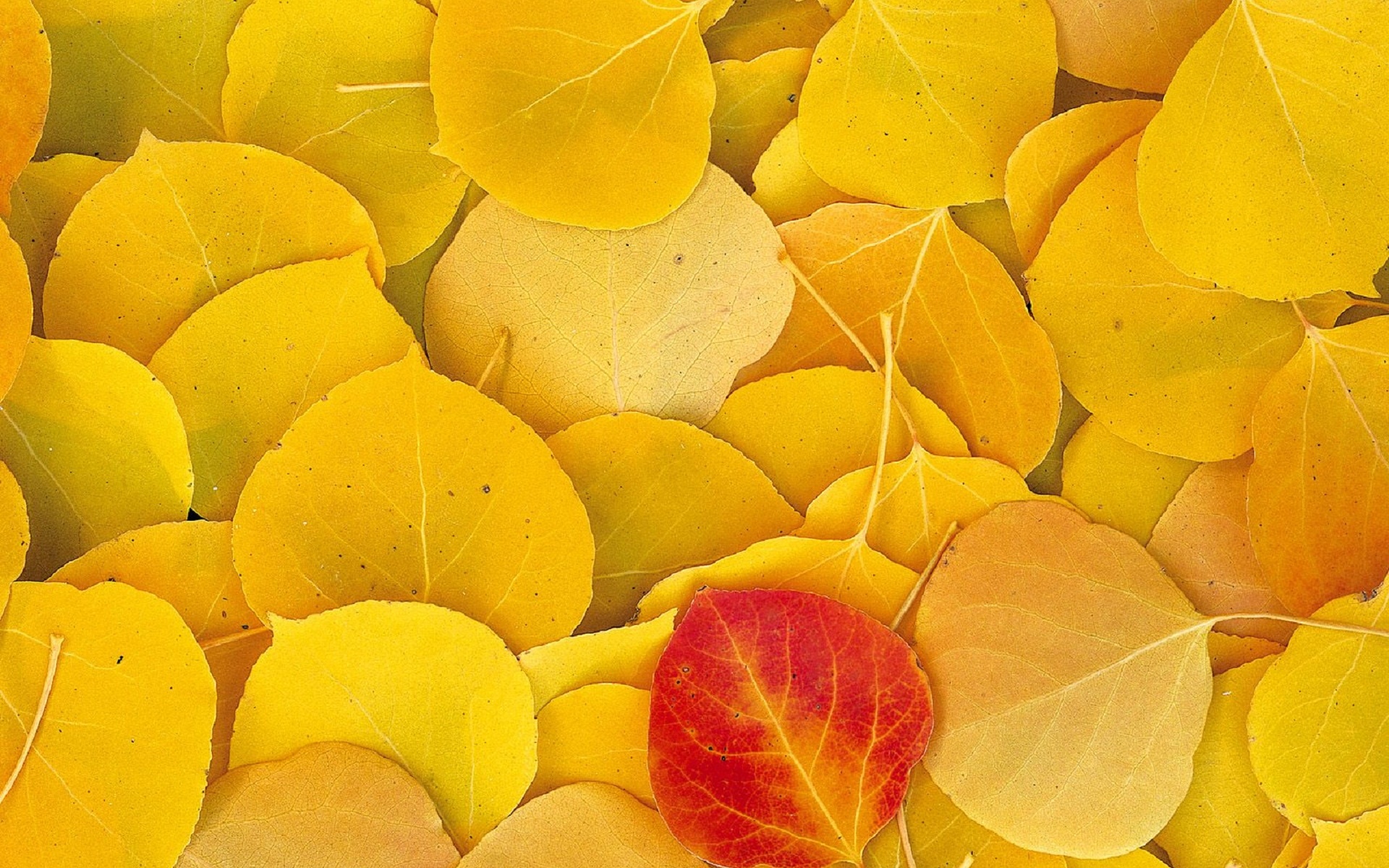 Aspen Leaves Eastern Sierra Normal