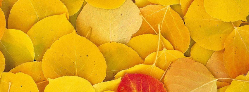 Aspen Leaves Eastern Sierra Normal