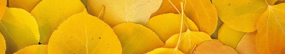 Aspen Leaves Eastern Sierra Normal