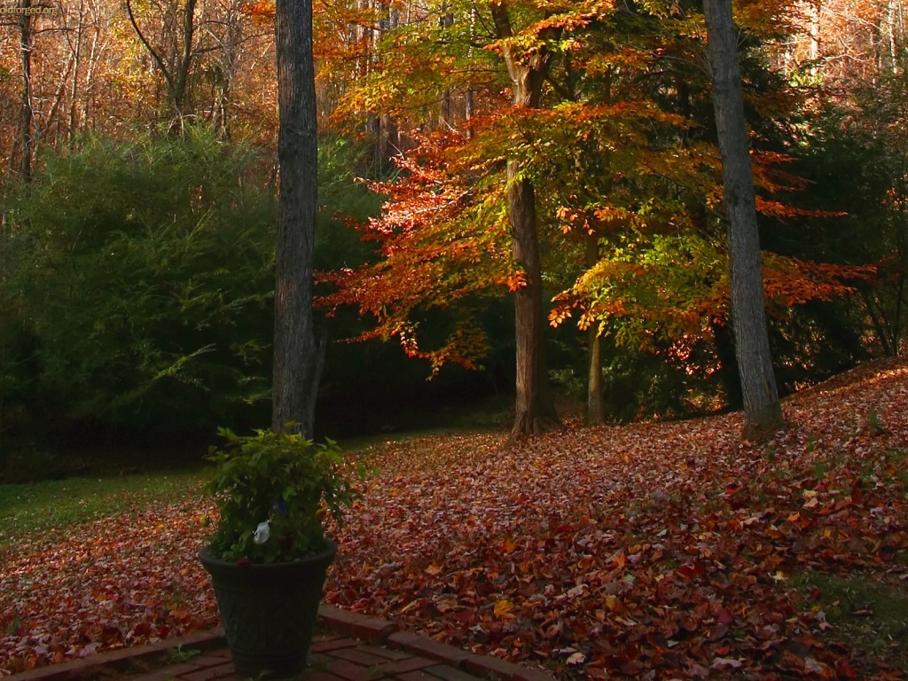 Autumn Deciduous Tree Nature