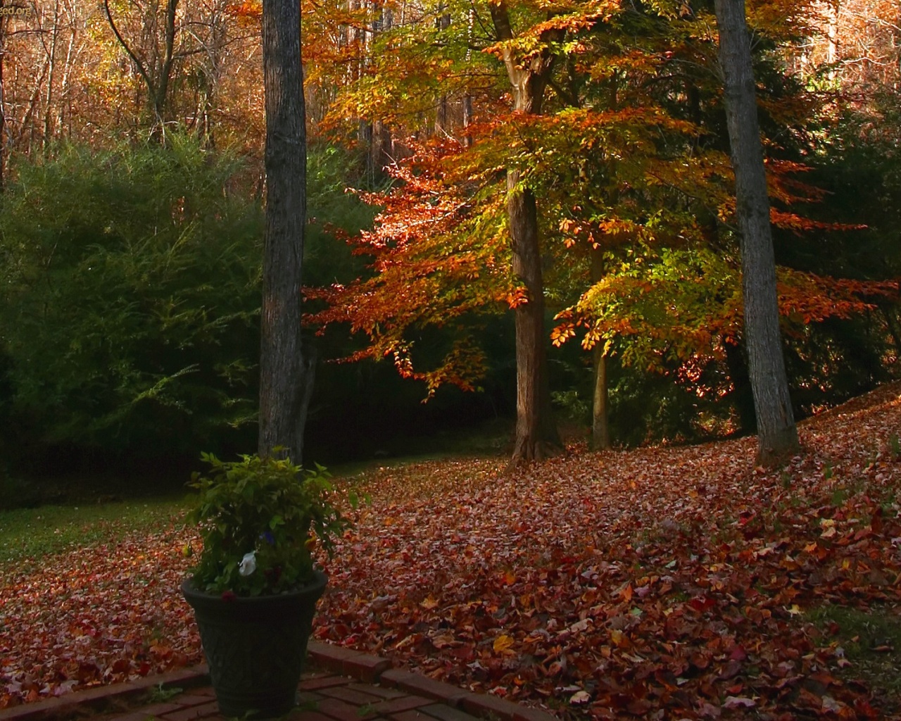 Autumn Deciduous Tree Nature