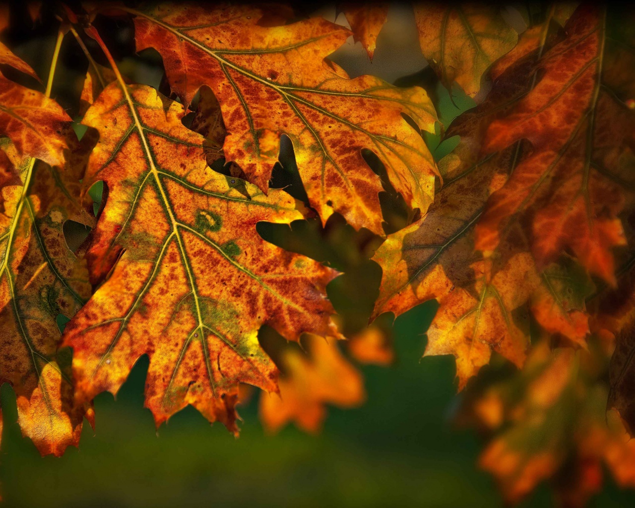 Autumn Leaves Illuminated By The Sun