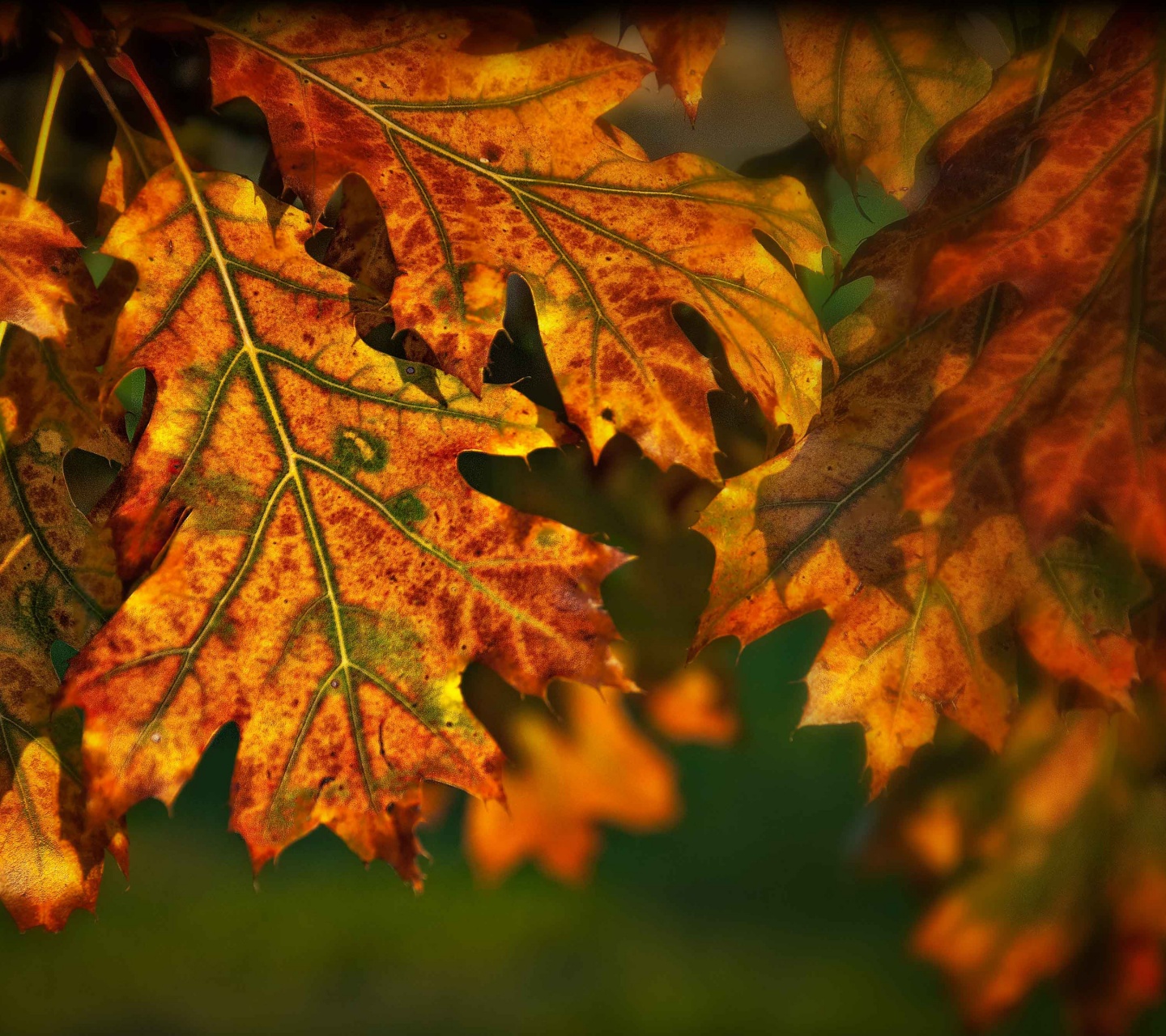 Autumn Leaves Illuminated By The Sun