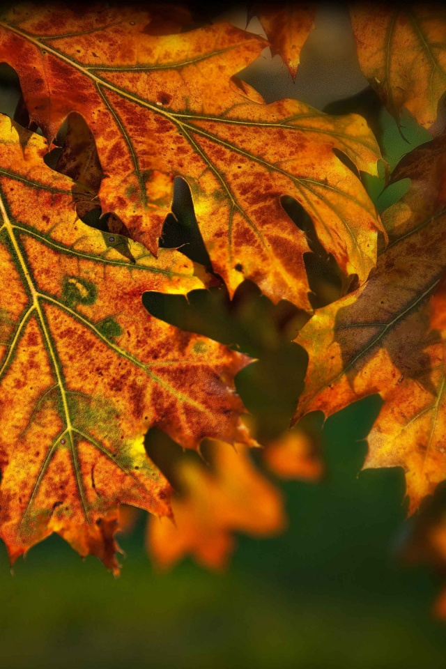 Autumn Leaves Illuminated By The Sun