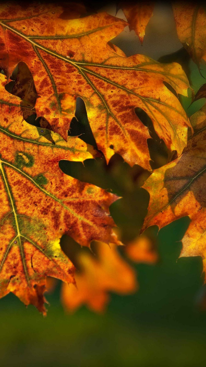 Autumn Leaves Illuminated By The Sun