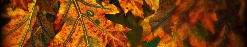 Autumn Leaves Illuminated By The Sun