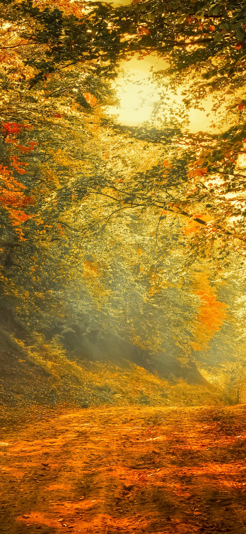 Autumn Trees Road Forest