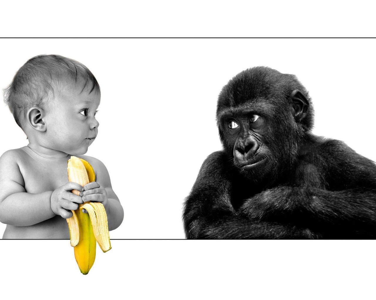 Baby Funny Bananas Monkeys