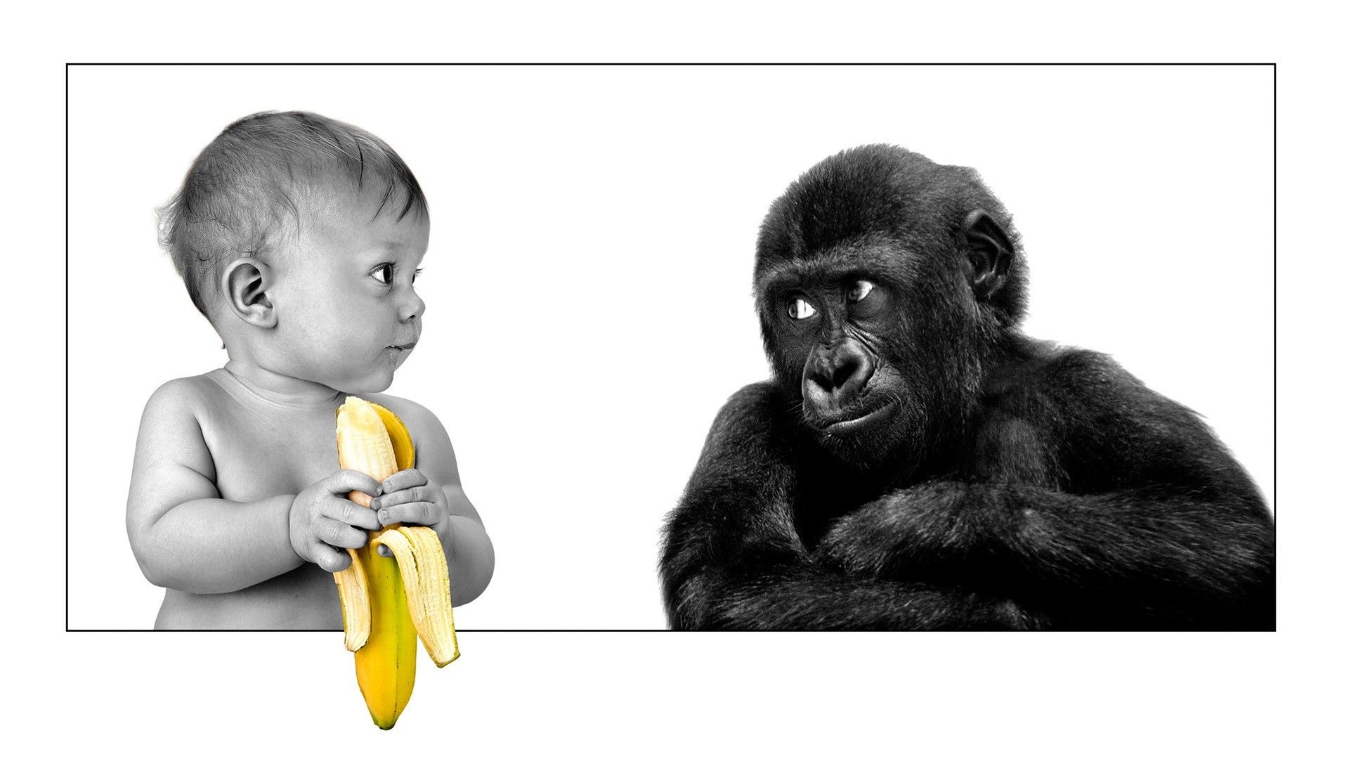 Baby Funny Bananas Monkeys