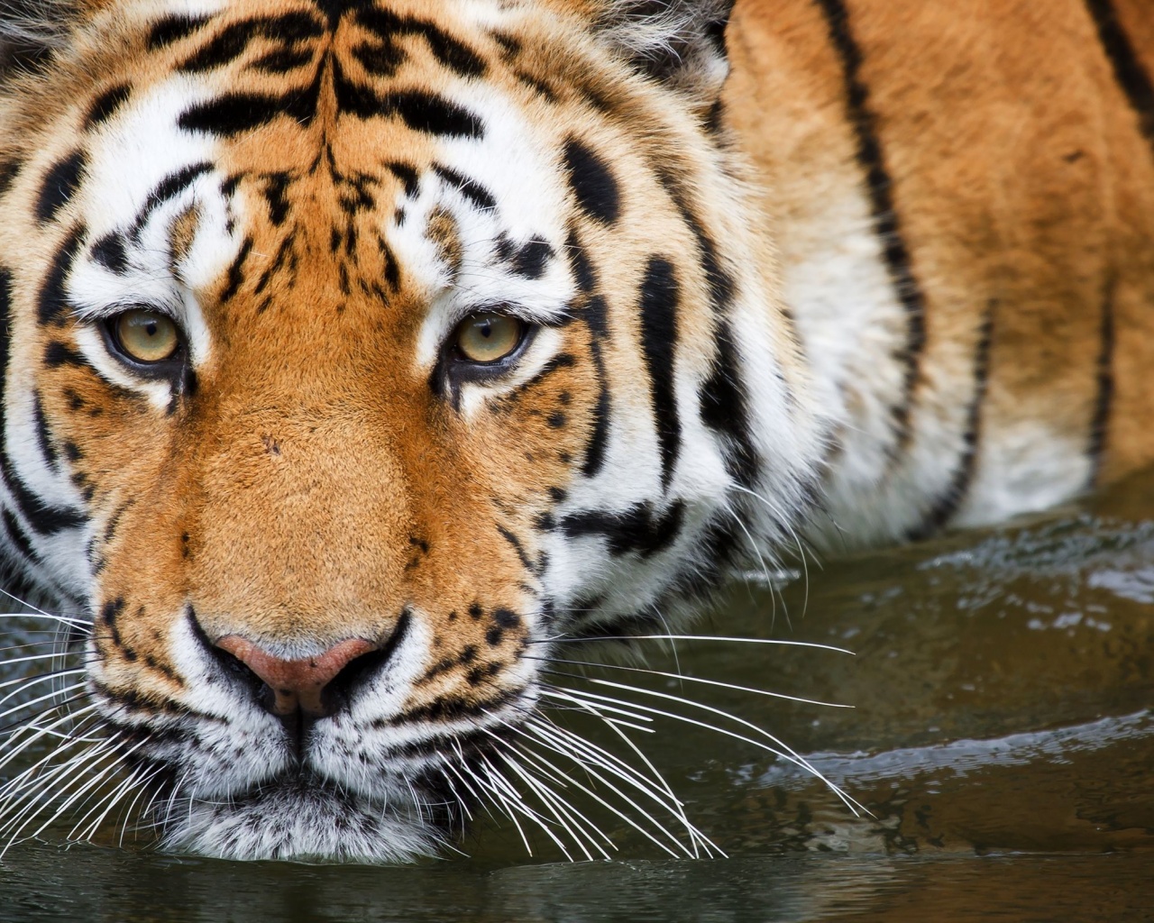 Bathing Tiger