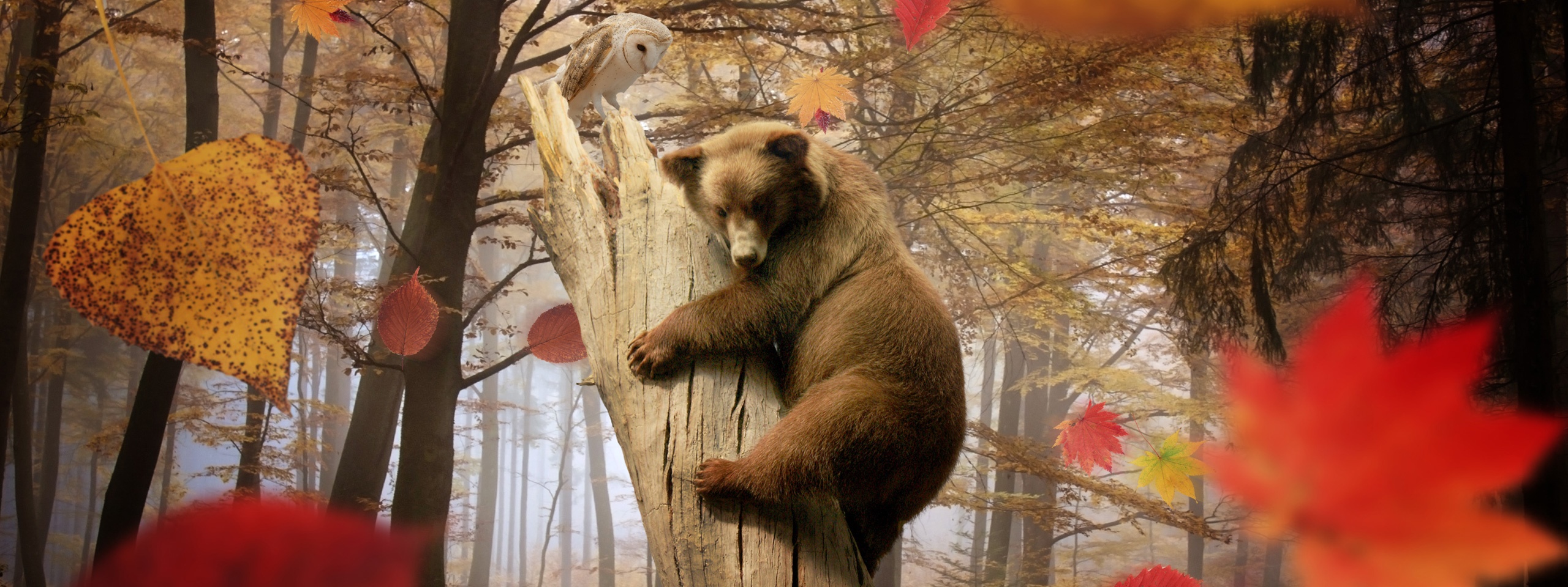 Медведи и осень в хорошем качестве