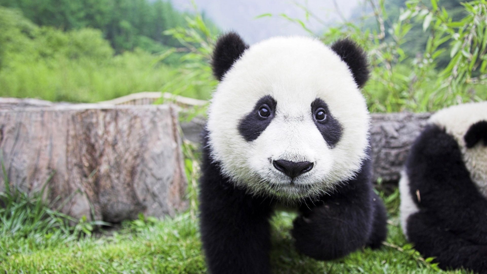 Beautiful Baby Panda