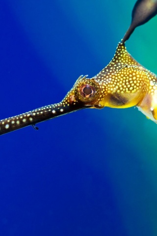 Beautiful Of The Seahorse