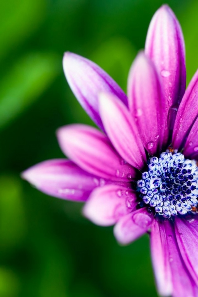 Beautiful Purple Daisy