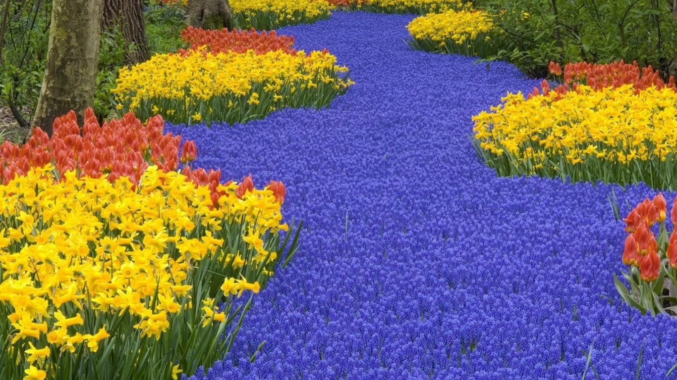 Beautiful Scenery Keukenhof Gardens Lisse Netherlands Flowers World