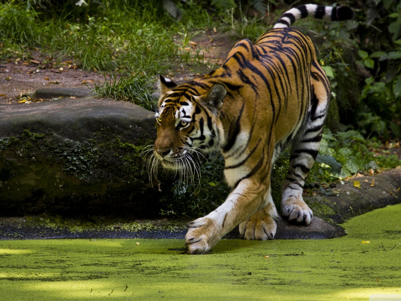 Beautiful Tigers Animals1