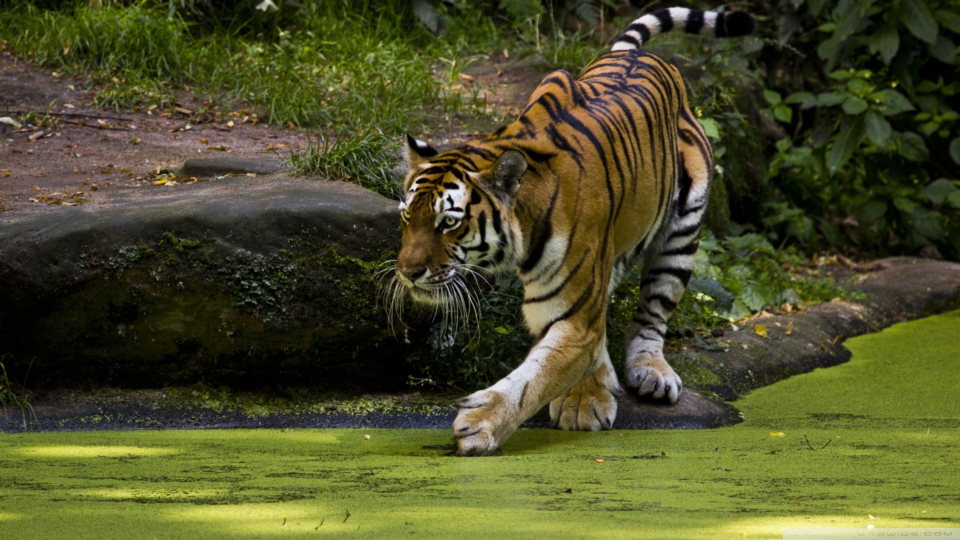 Beautiful Tigers Animals1