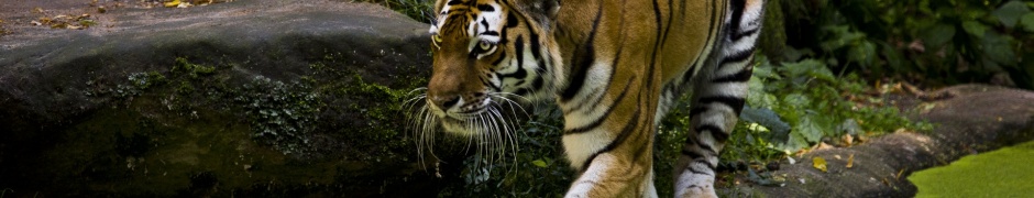 Beautiful Tigers Animals1