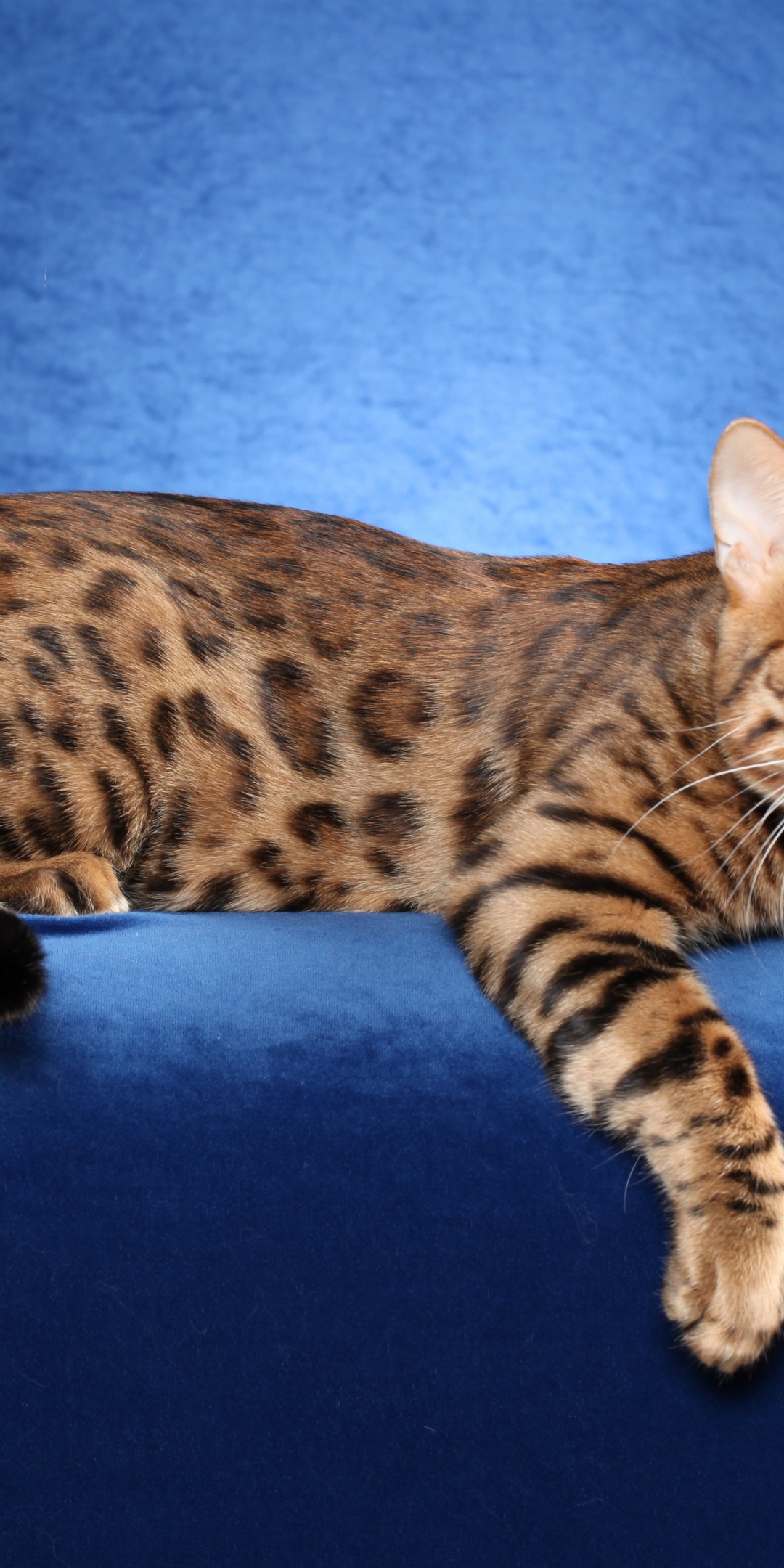 Bengal Cat On A Blue Background