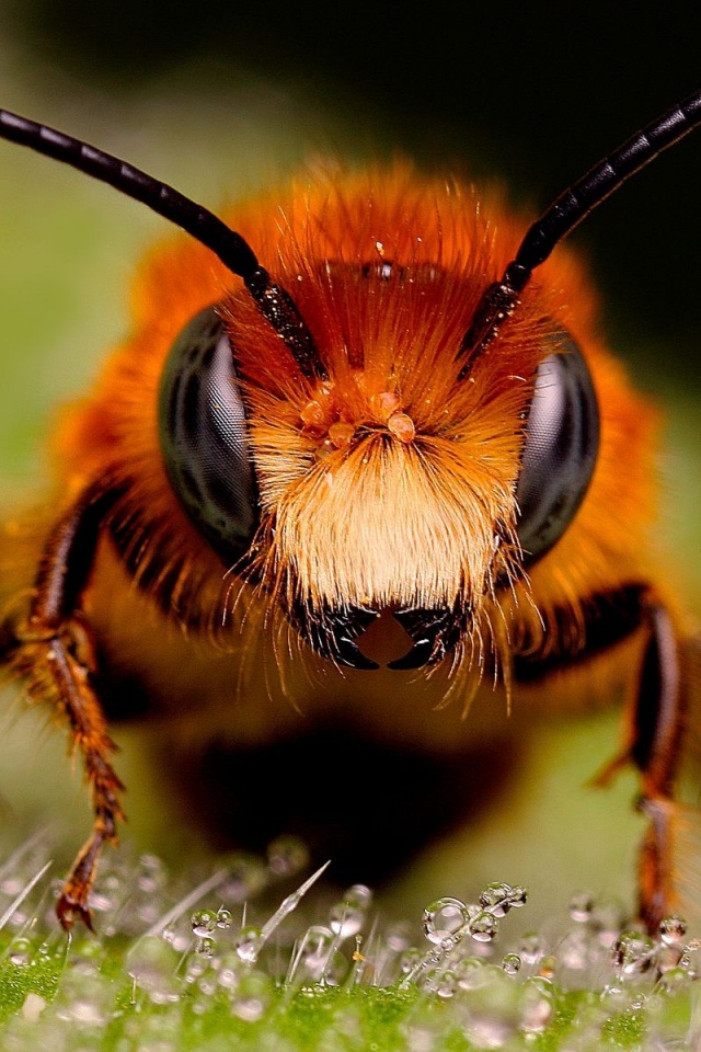 Big Bee2