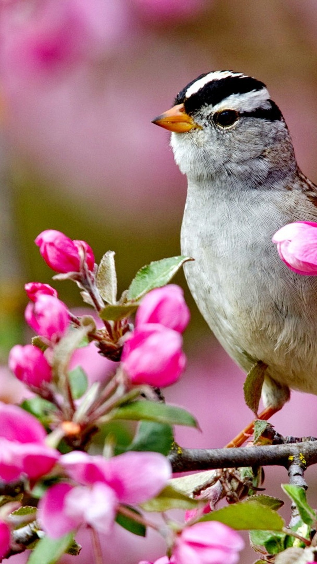 Bird On A Blossom Branch Spring