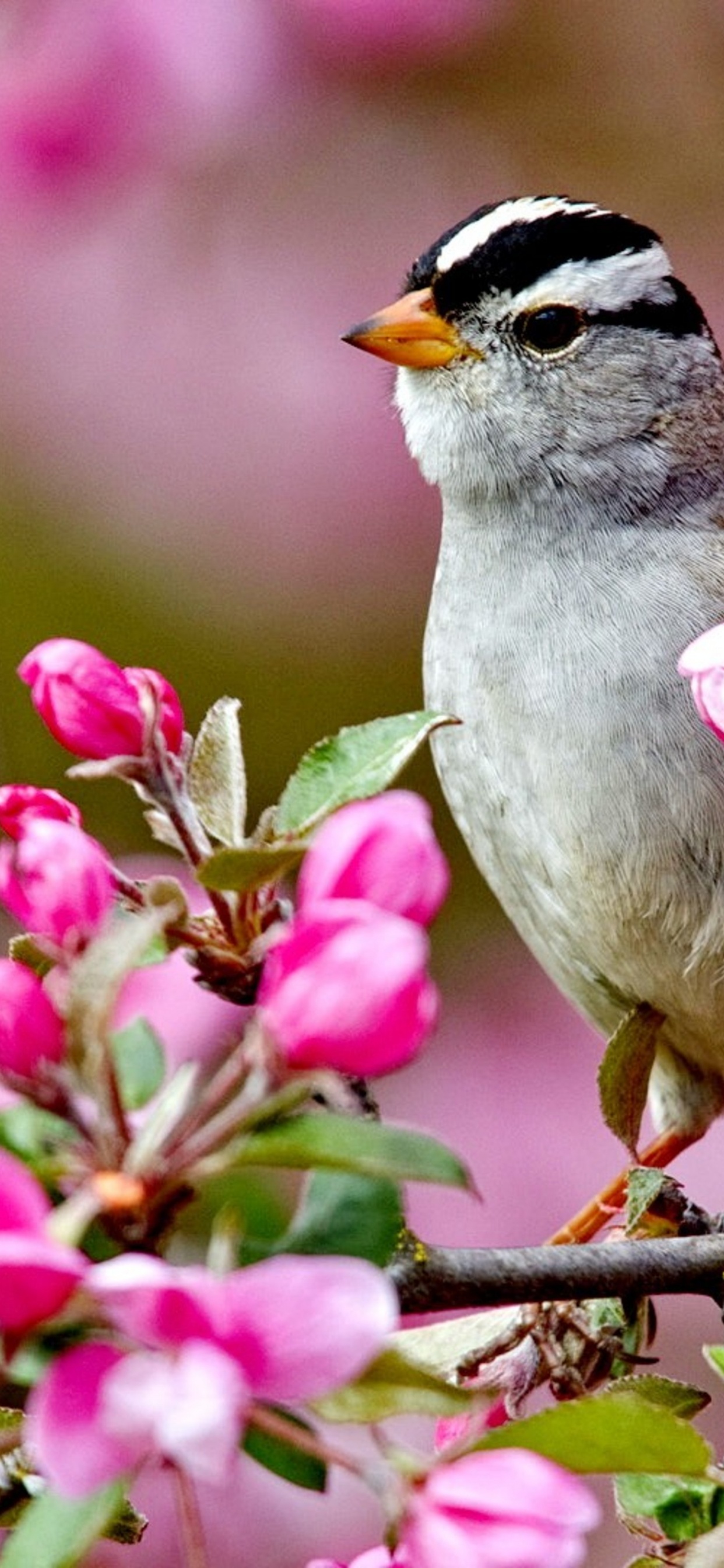 Bird On A Blossom Branch Spring