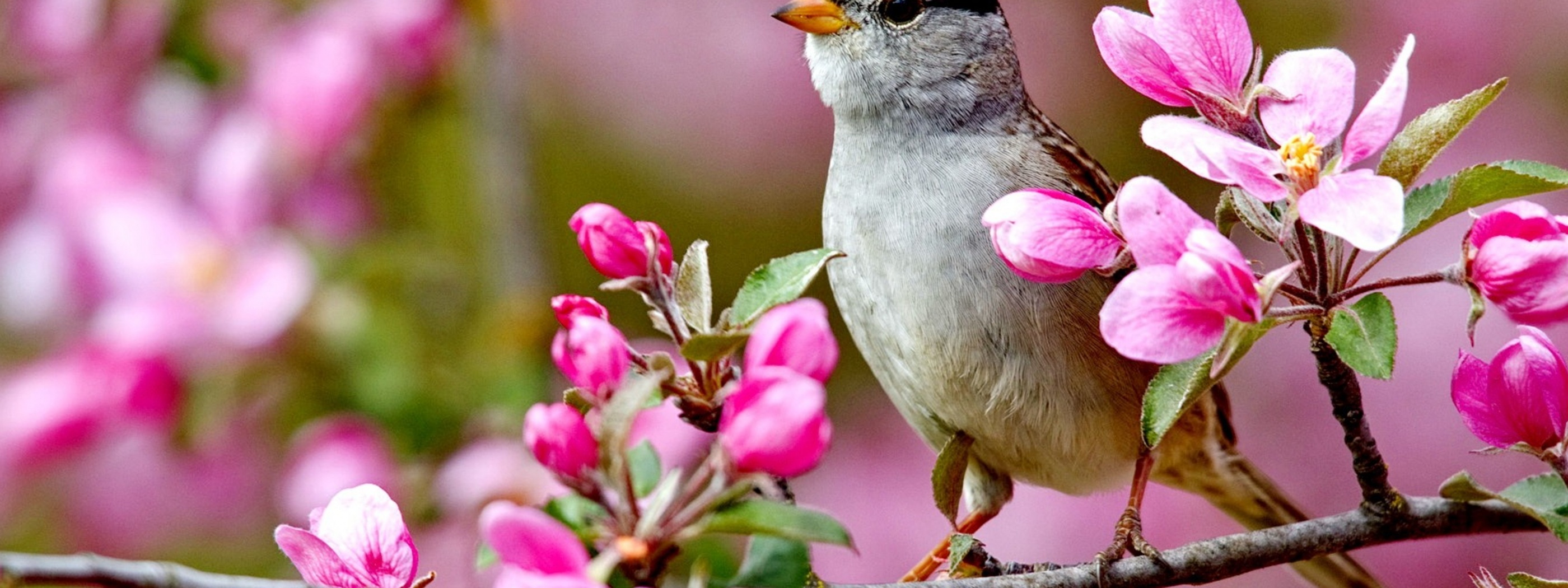 В душе пели птицы. Если в твоей душе осталась хоть одна Цветущая ветвь. Даром только птички поют. Если у тебя осталась хоть одна Цветущая ветвь. Erster Frühlingstag картинки.
