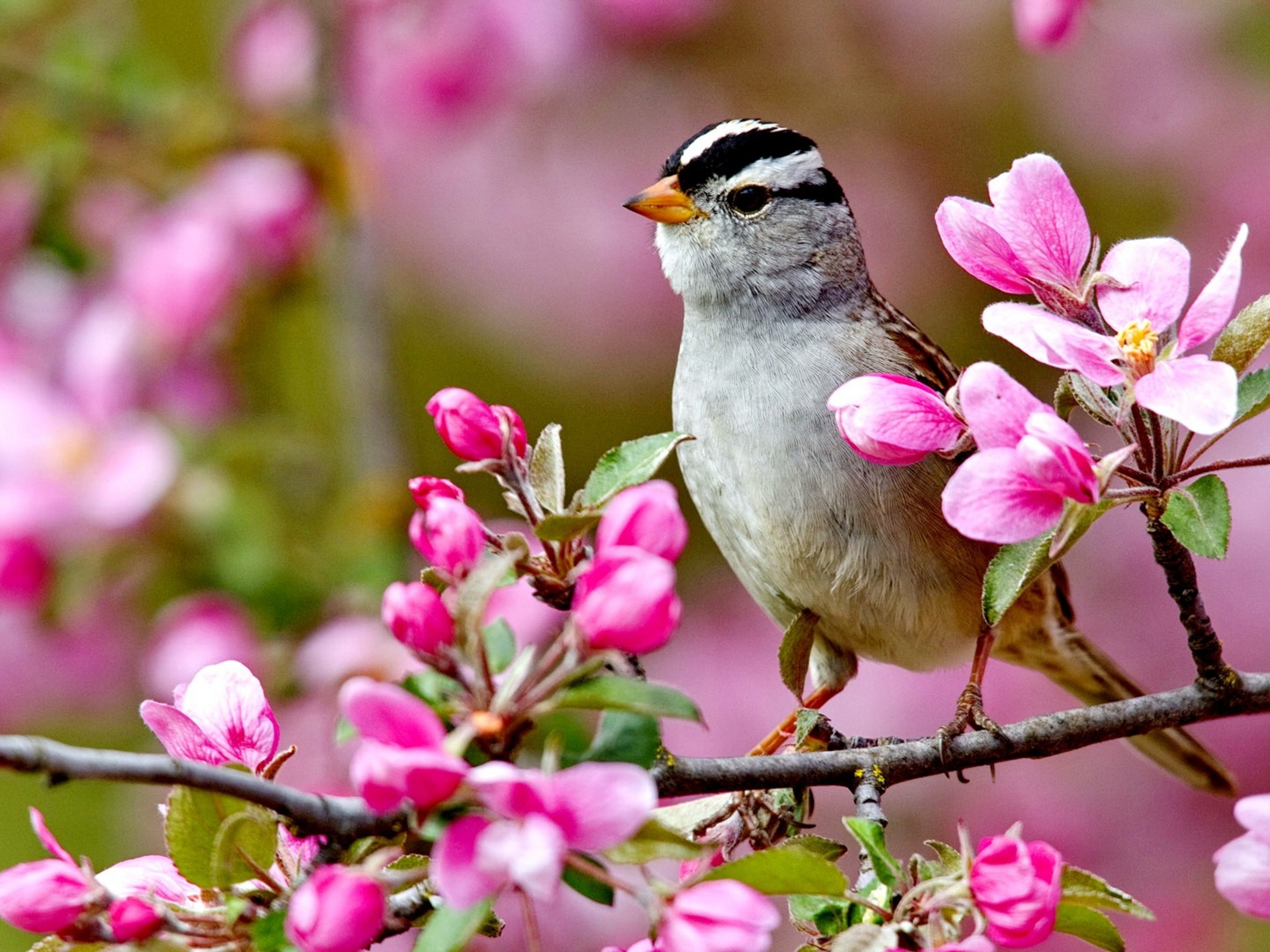 Птицы радуются весне
