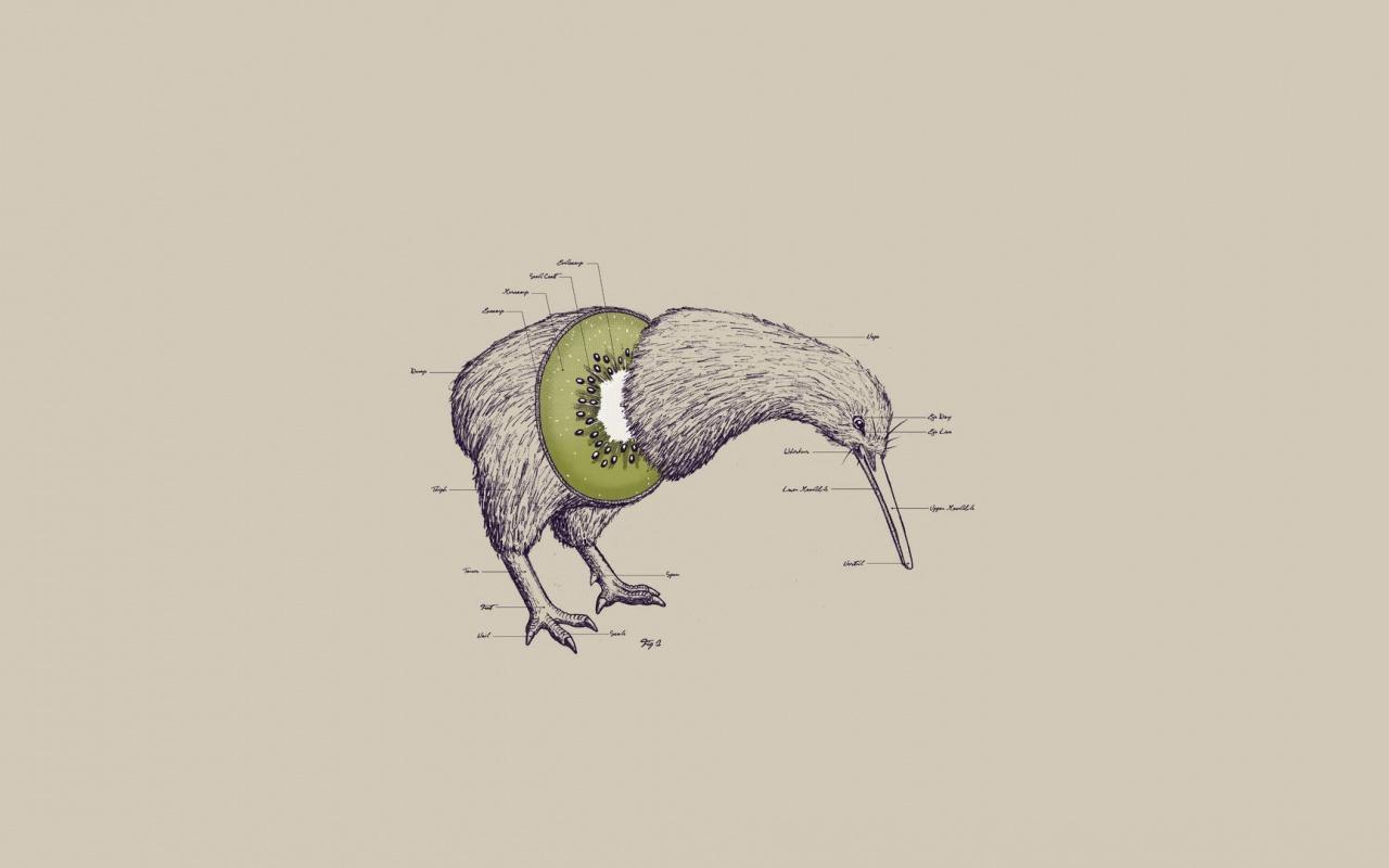 Birds Fruits Humor Funny Kiwi Illustrations Photomanipulations White Background