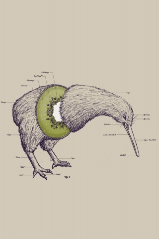 Birds Fruits Humor Funny Kiwi Illustrations Photomanipulations White Background