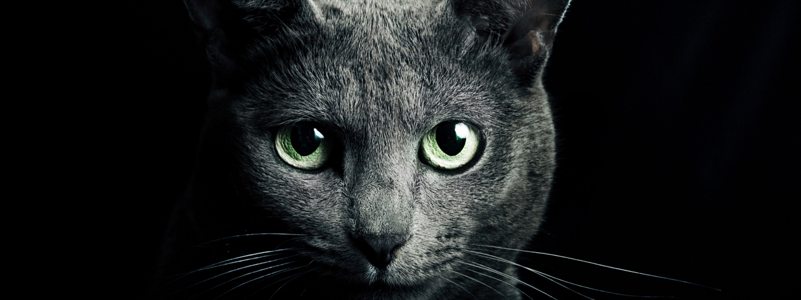 Black Cat Green Eyes