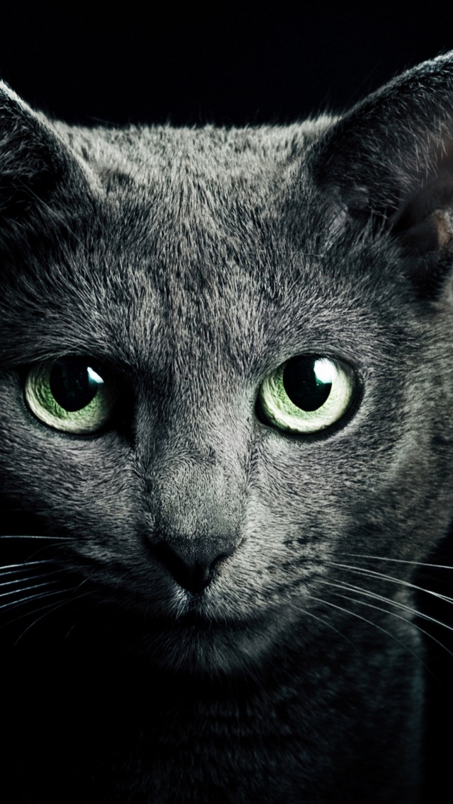 Black Cat Green Eyes