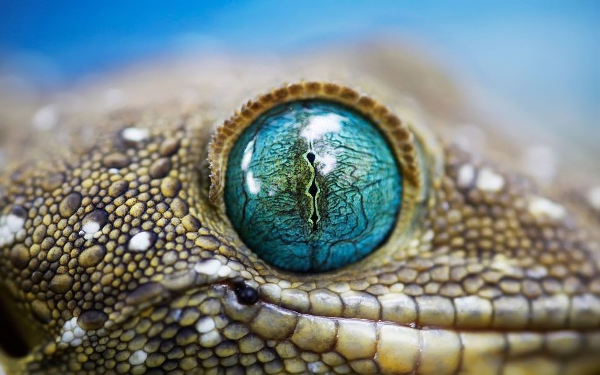 Blue Reptile Eye1