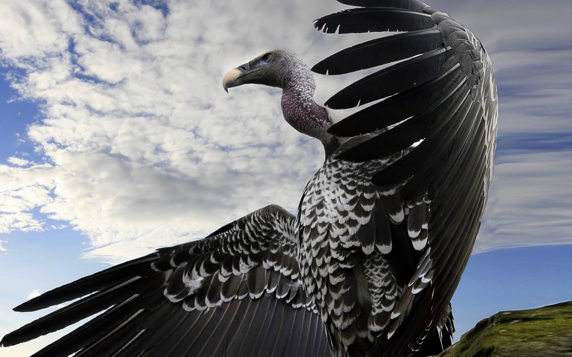 Breathtaking Condor Animal