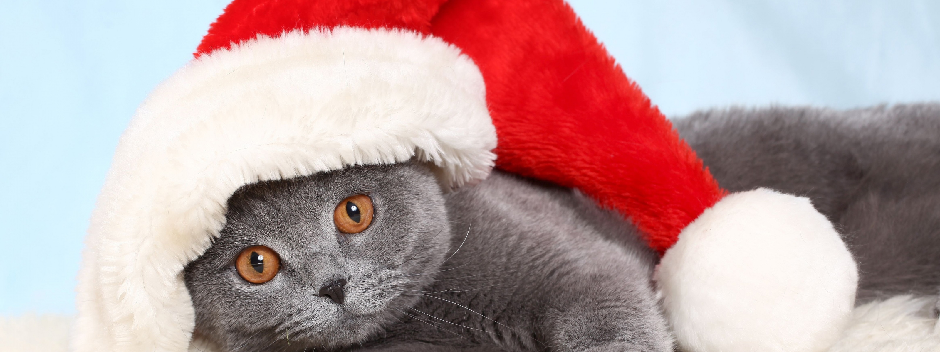 British Cat In Red Christmas Cap