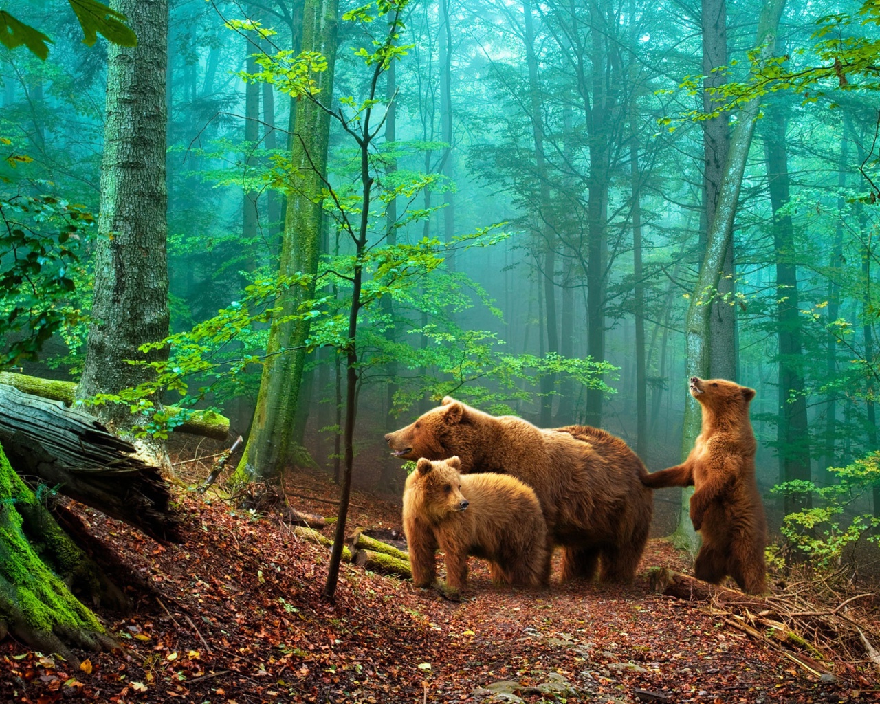 Brown Bears In The Forest