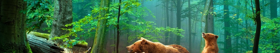 Brown Bears In The Forest