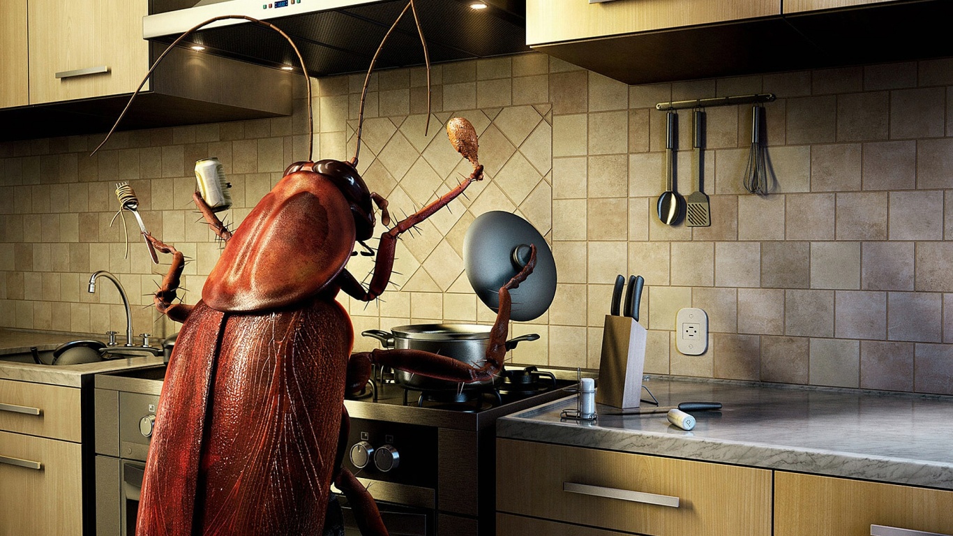 Bug Cooking